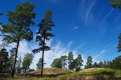 Trees against blue sky, Sweden